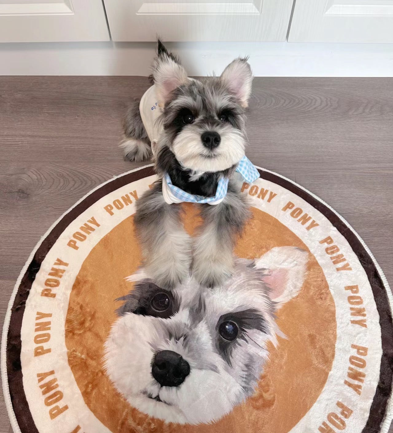 Pet Custom Carpet- Pet Portraits